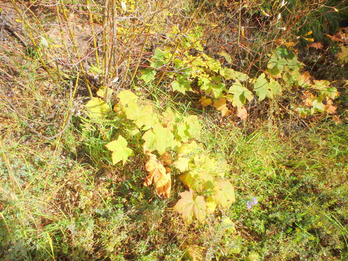 Raspberry leaves turning colors.